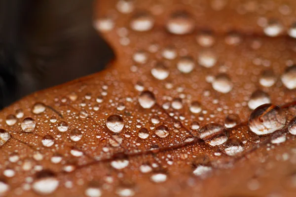 Gevallen bladeren bedekt met regendruppels — Stockfoto