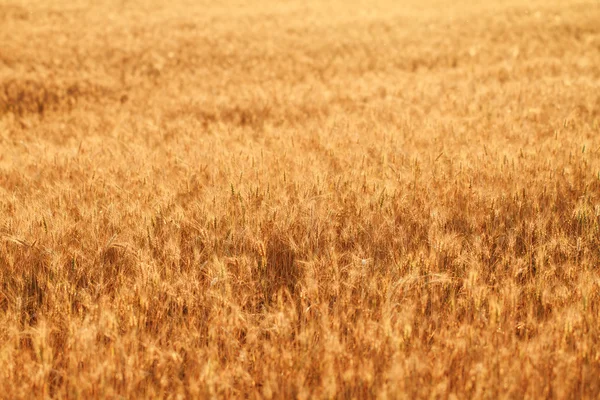 Campos de Trigo — Fotografia de Stock