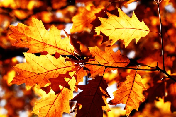 Hojas de otoño colorido — Foto de Stock