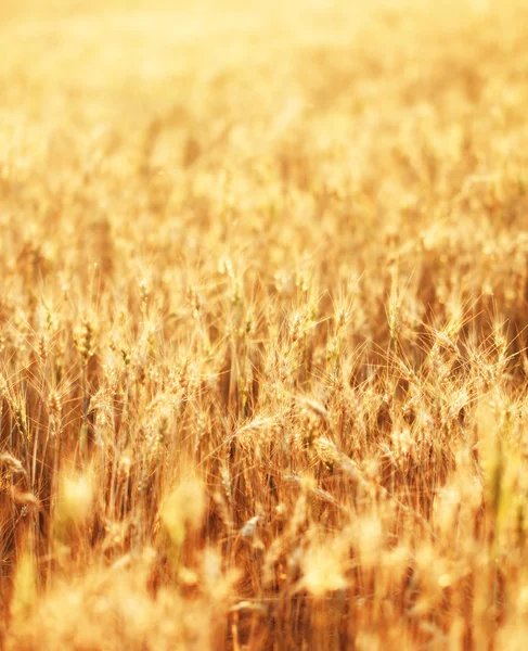 Campos de Trigo — Fotografia de Stock