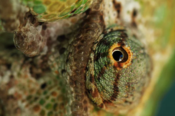 Chamaeleo calyptratus — Fotografia de Stock