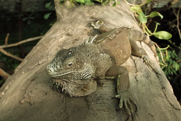 Yeşil iguana (Iguana Iguana) — Stok fotoğraf