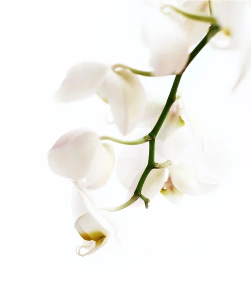 Phalaenopsis-Blüte — Stockfoto