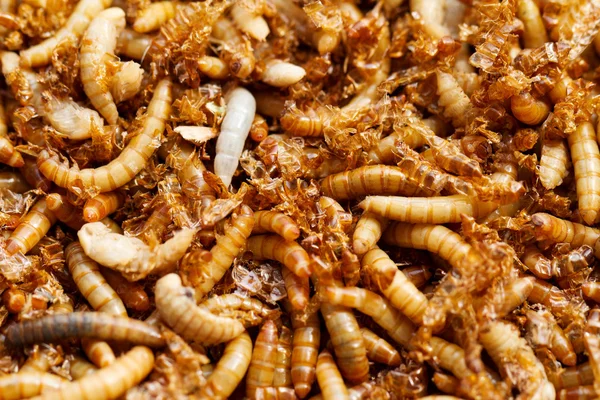 Mealworms — стокове фото