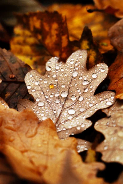 Folhas caídas cobertas com gotas de chuva — Fotografia de Stock