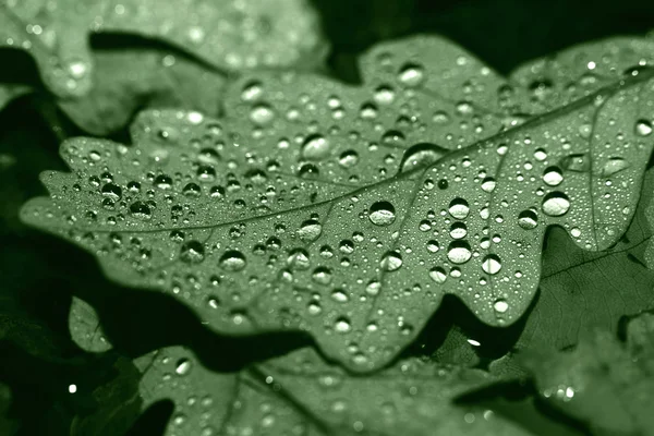 落ち葉が雨の雫で — ストック写真