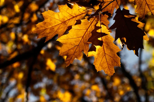 Hojas de otoño colorido — Foto de Stock