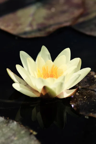 Yellow water lily — Stock Photo, Image