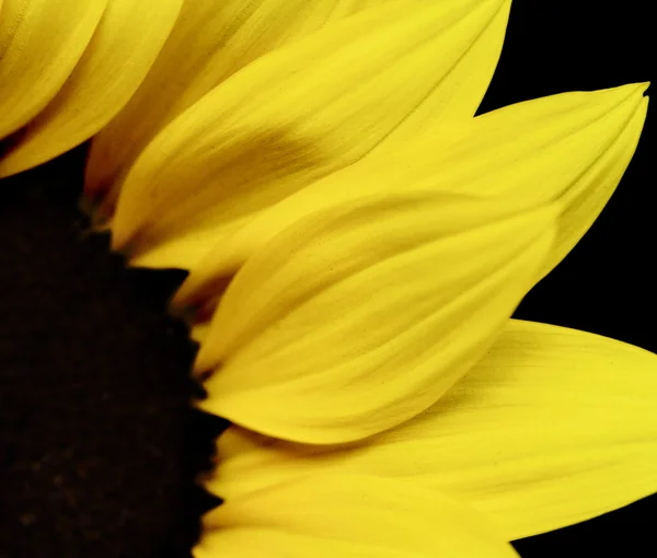 Hermoso girasol amarillo — Foto de Stock