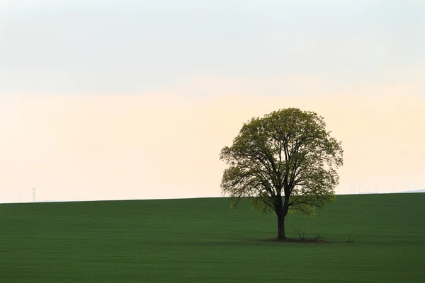 Árvore no campo verde — Fotografia de Stock