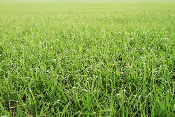 Gebied van groene tarwe gras — Stockfoto