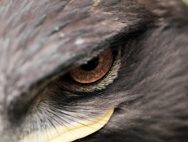 Águila estepa — Foto de Stock