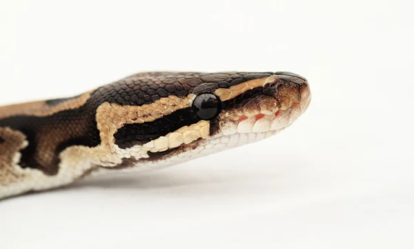 Kugelpython aus nächster Nähe — Stockfoto