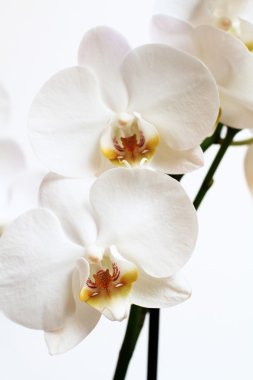 Phalaenopsis çiçek