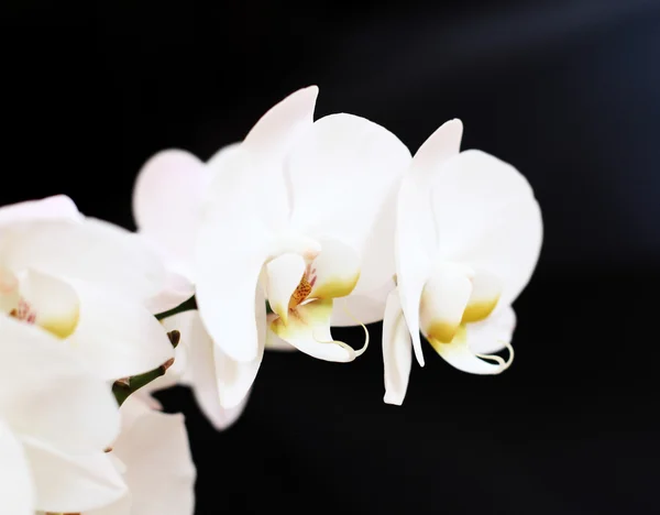 Phalaenopsis λουλούδι — Φωτογραφία Αρχείου