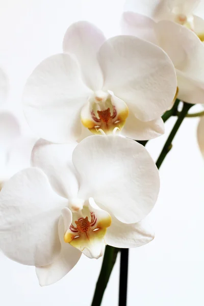 Phalaenopsis λουλούδι — Φωτογραφία Αρχείου