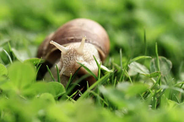 Helix pomatia — Stok fotoğraf