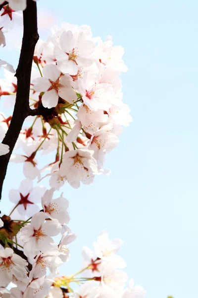 Cherry blossom against — Stock Photo, Image