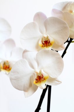 Phalaenopsis çiçek