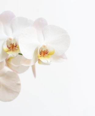 Phalaenopsis çiçek