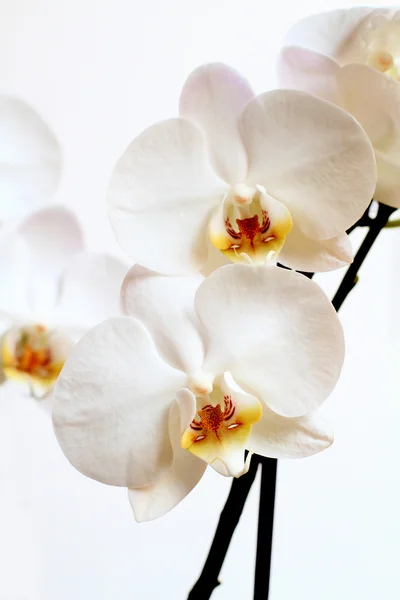 Phalaenopsis λουλούδι — Φωτογραφία Αρχείου