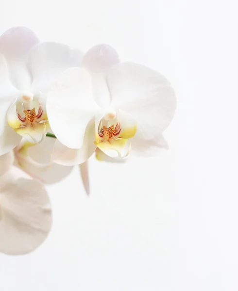 Phalaenopsis λουλούδι — Φωτογραφία Αρχείου