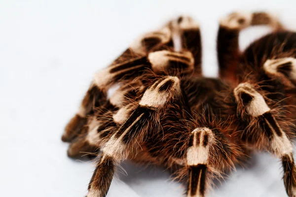 Beautiful spider — Stock Photo, Image