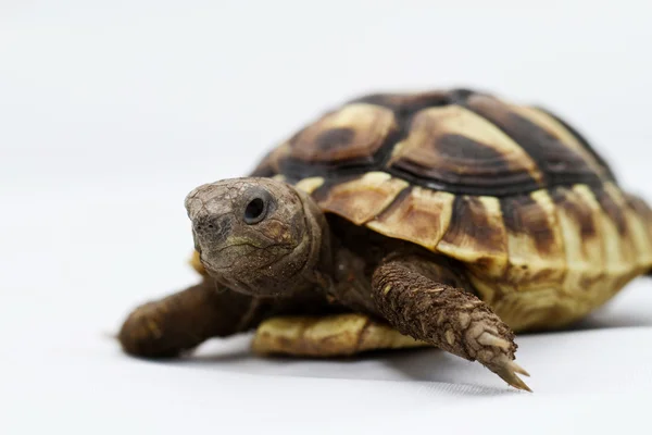 Unga sköldpadda på vit bakgrund — Stockfoto