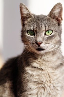 kedi portre