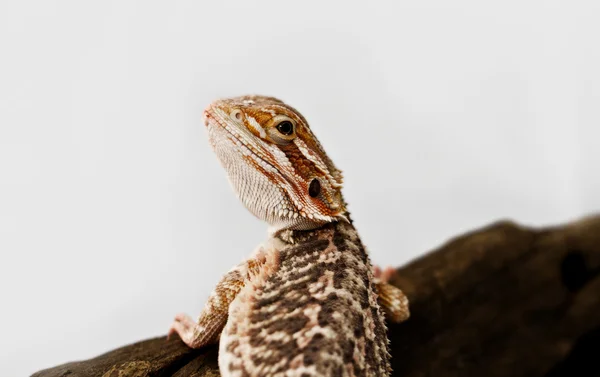 Dragão barbudo vermelho — Fotografia de Stock