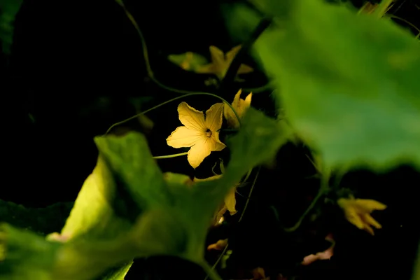 Salatalık çiçeği — Stok fotoğraf