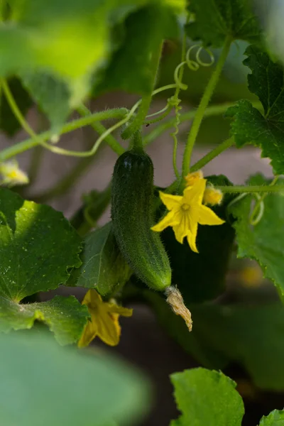 Cucumber flower — Stock Photo, Image