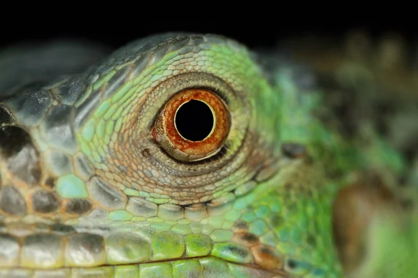 Olho de iguana — Fotografia de Stock