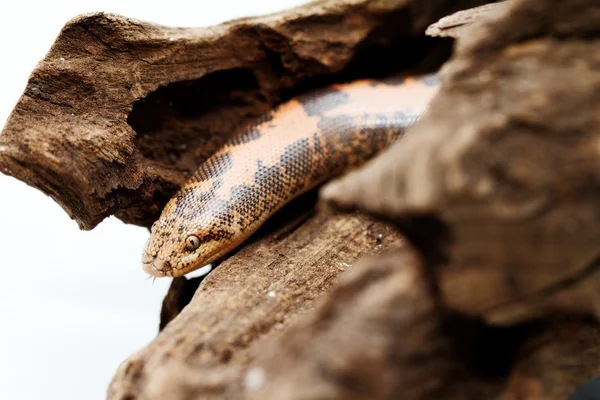 Kenia Sand Boa —  Fotos de Stock