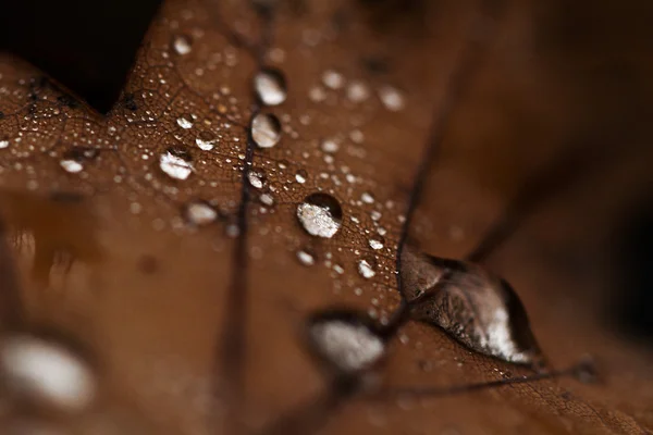 Πεσμένα φύλλα που καλύπτονται με σταγόνες της βροχής — Φωτογραφία Αρχείου