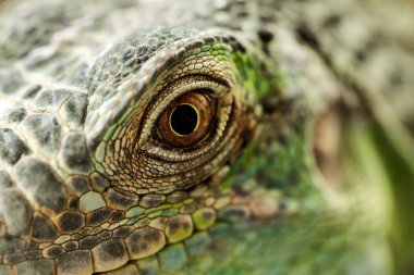 Yeşil iguana