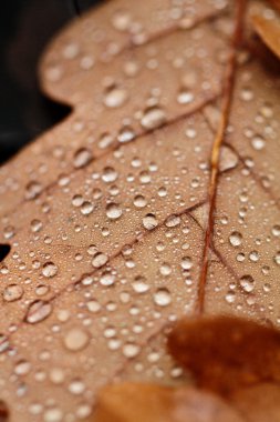 Yağmur damlaları ile kaplı düşen yapraklar