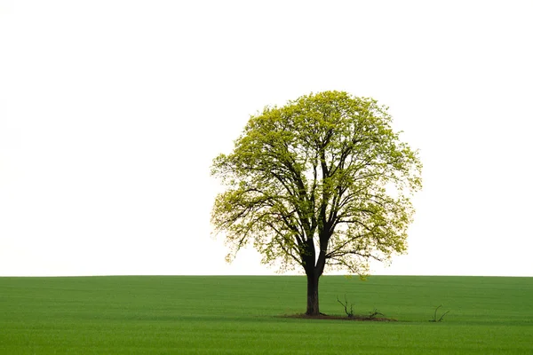 Baum auf der grünen Wiese — Stockfoto