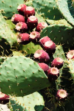 inciri (opuntia)