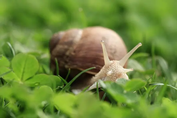 Snail. Helix pomatia. — Stock Photo, Image