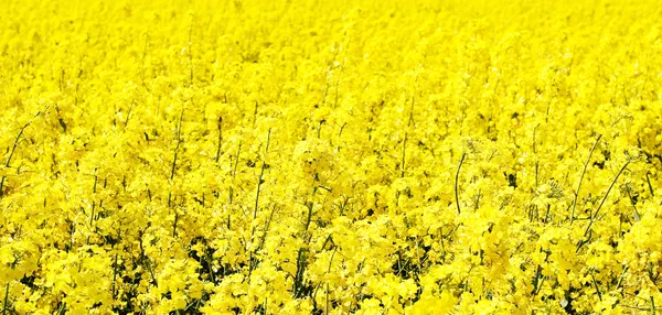 Buntes Feld — Stockfoto