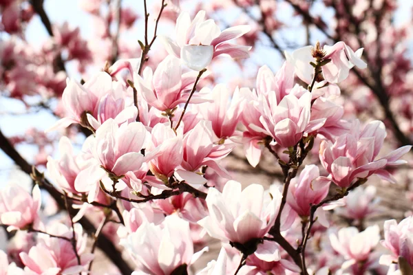 Magnolia tree — Stock Photo, Image