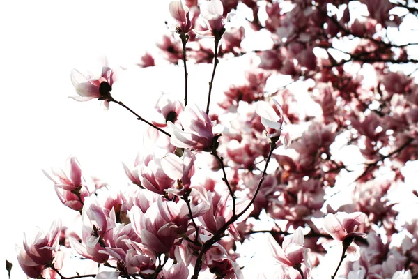 Magnolia tree — Stock Photo, Image