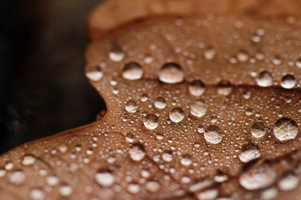 Листя, покриті дощемweather forecast — стокове фото