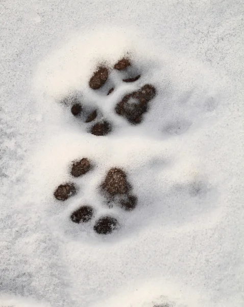 雪の中でキティのフット プリント — ストック写真