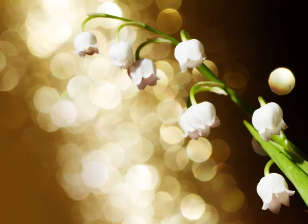 Lily of the valley — Stock Photo, Image