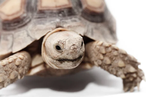 African Spurred Tortoise — Stock Photo, Image