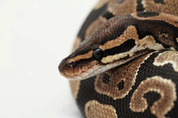 Míč python zblízka — Stock fotografie