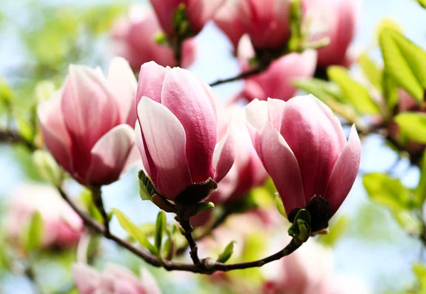 Magnolia tree — Stock Photo, Image