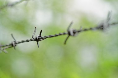 Champ de maïs à la récolte